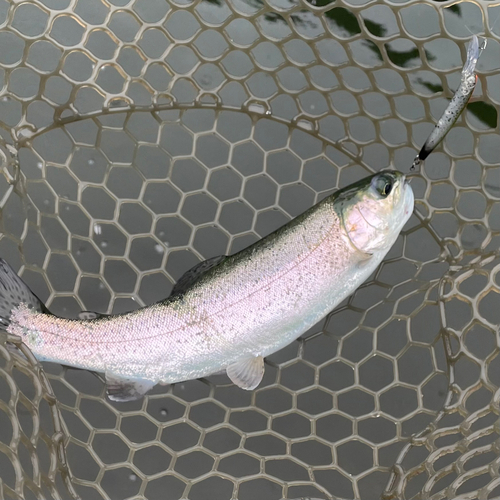 ニジマスの釣果