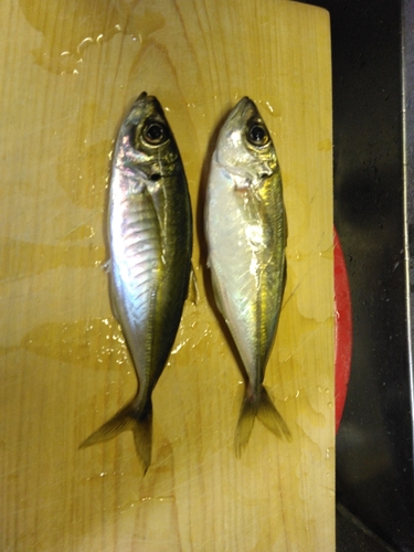 マアジの釣果