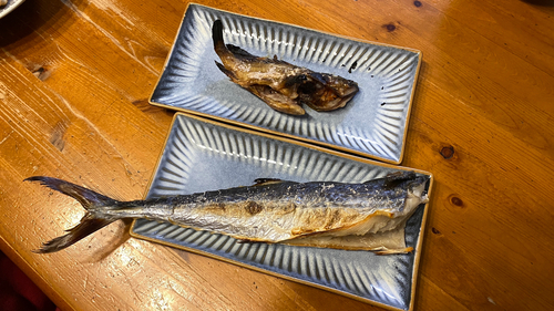 サゴシの釣果