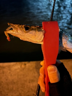 アカカマスの釣果
