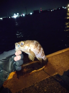 メバルの釣果