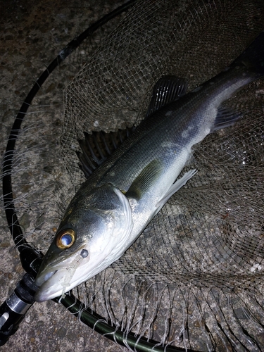 セイゴ（マルスズキ）の釣果