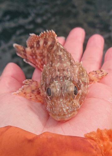 アラカブの釣果