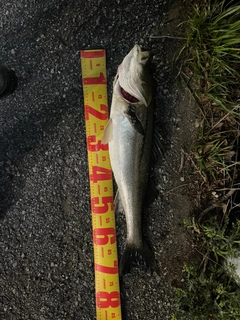 スズキの釣果