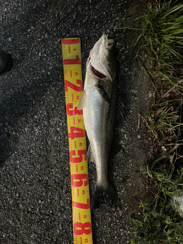 スズキの釣果