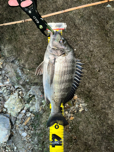 クロダイの釣果