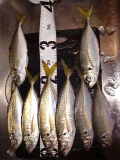 アジの釣果