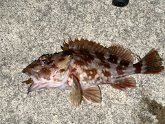 カサゴの釣果