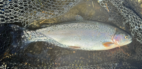 ニジマスの釣果