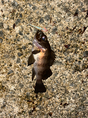 メバルの釣果