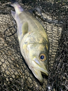 フッコ（マルスズキ）の釣果