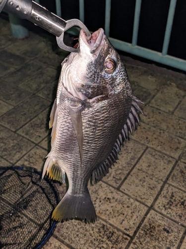 キビレの釣果