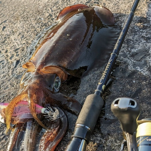 アオリイカの釣果