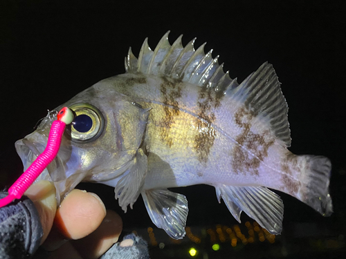 メバルの釣果