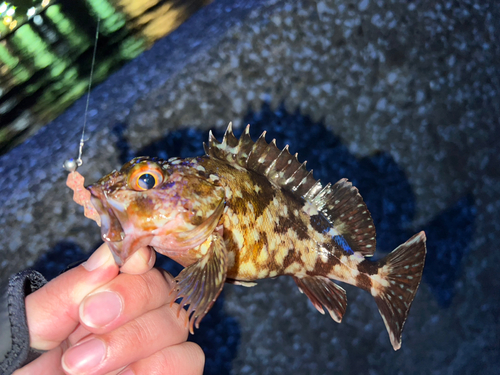 カサゴの釣果