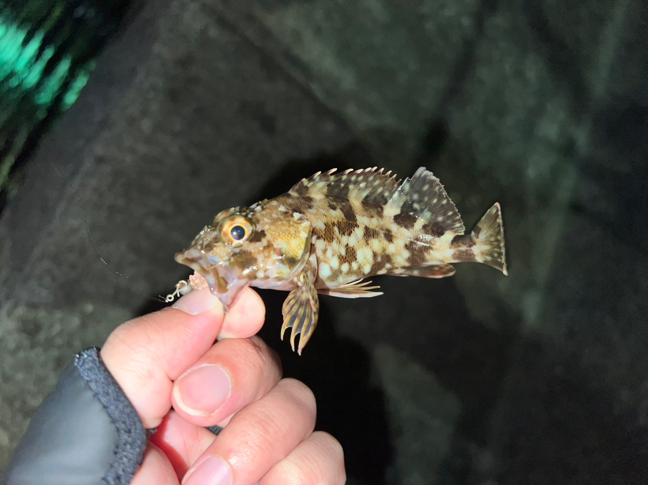 ダンゴウオ 生体 10匹 海水魚 - 魚類、水生生物