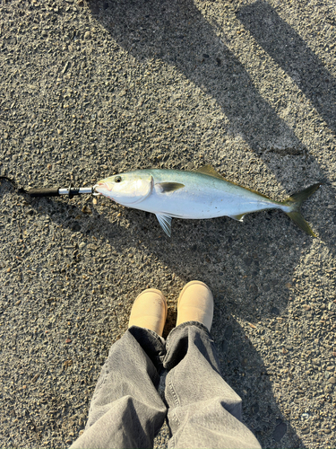 ワラサの釣果