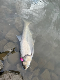 コイの釣果