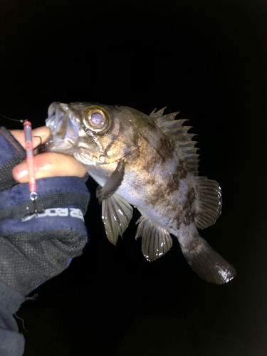 メバルの釣果