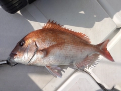 マダイの釣果