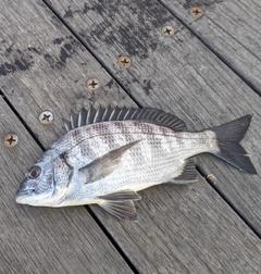 ケイズの釣果