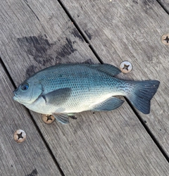 メジナの釣果