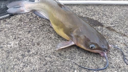 アメリカナマズの釣果