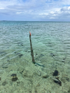 ヤガラの釣果