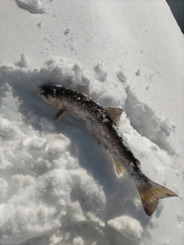 アメマスの釣果