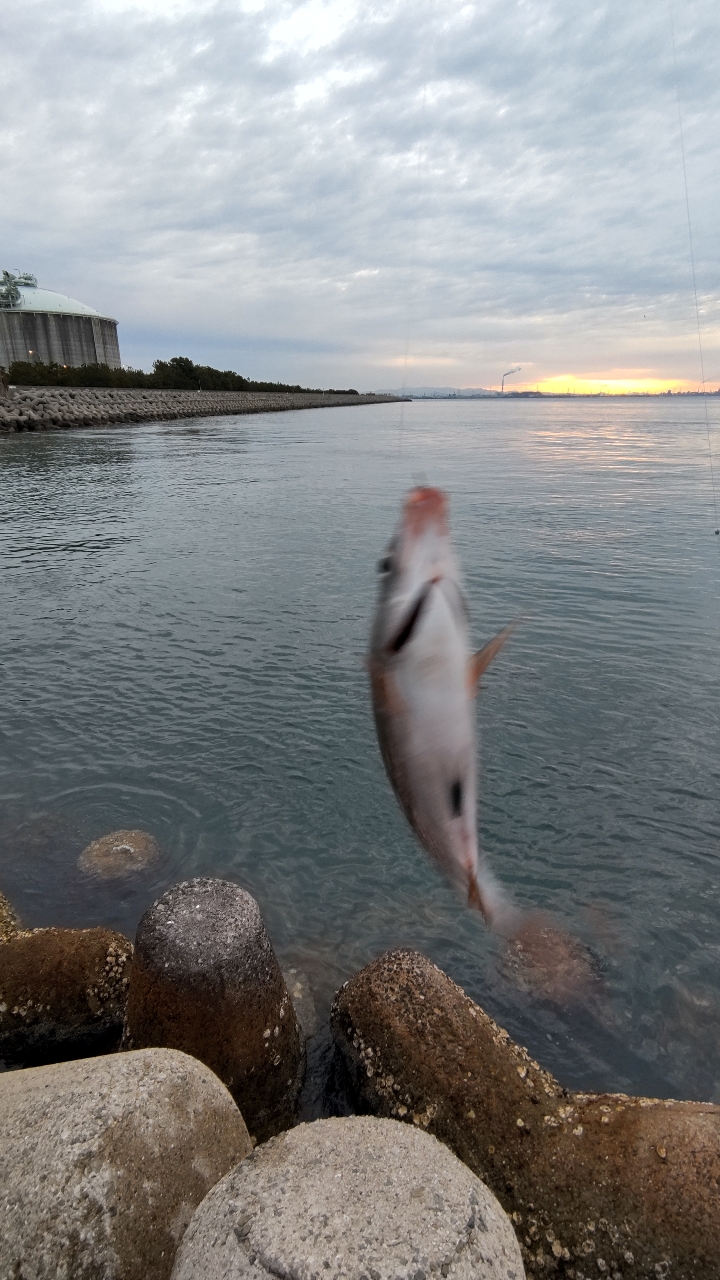 ウミタナゴ