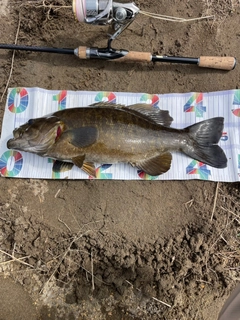 スモールマウスバスの釣果