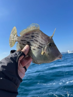 カワハギの釣果