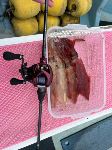 マルイカの釣果