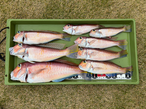 アカアマダイの釣果