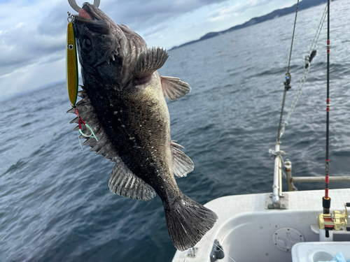 ソイの釣果