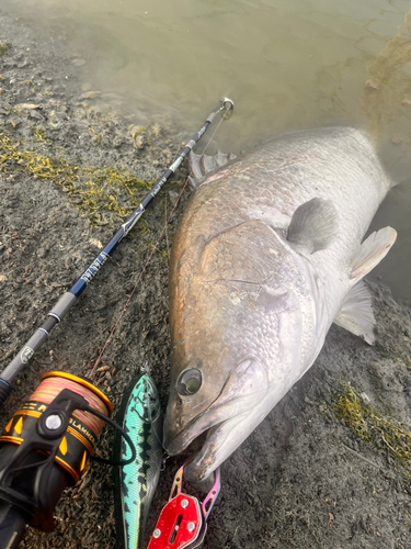 バラマンディの釣果