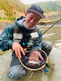 アマゴの釣果