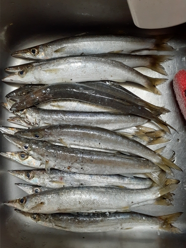 カマスの釣果