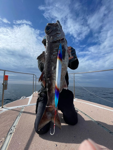 クロムツの釣果