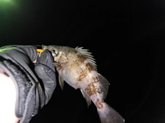 シロメバルの釣果