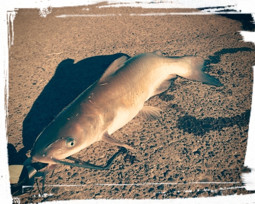 アメリカナマズの釣果