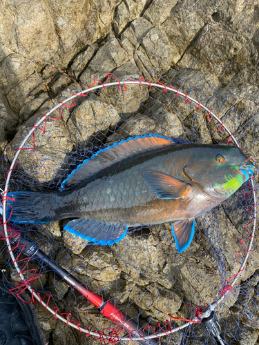 アオブダイの釣果