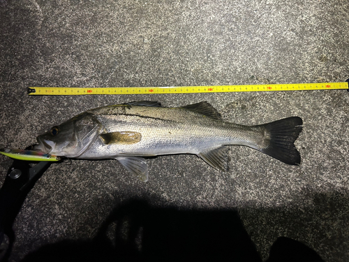 シーバスの釣果