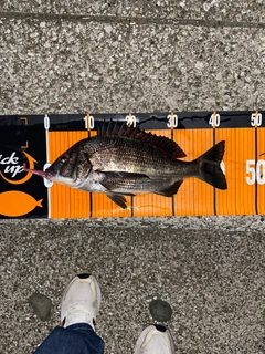 クロダイの釣果