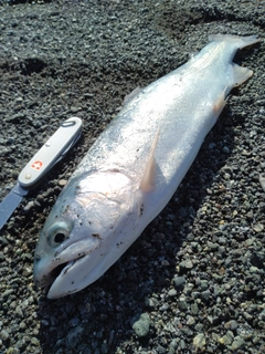 スチールヘッドの釣果