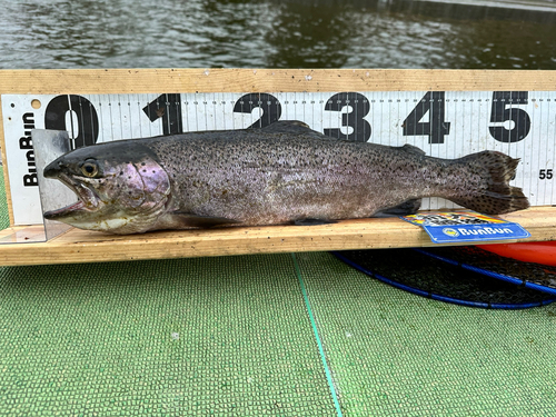 釣果一覧】西武園ゆうえんちフィッシングランドで釣れたニジマス - アングラーズ