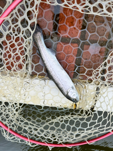 ニジマスの釣果