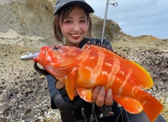 アカハタの釣果