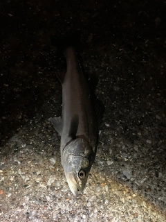 マルスズキの釣果