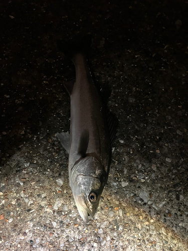 マルスズキの釣果